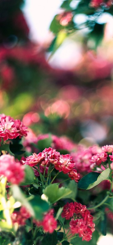 Image pink and white flowers in tilt shift lens