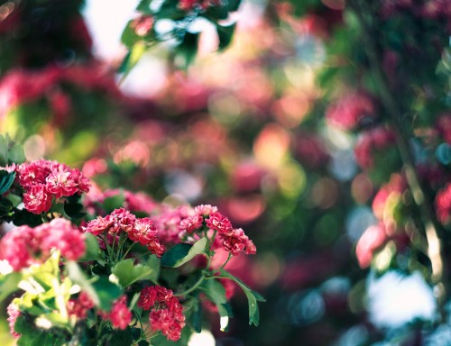 Image pink and white flowers in tilt shift lens