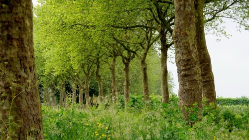 Image green grass and trees during daytime