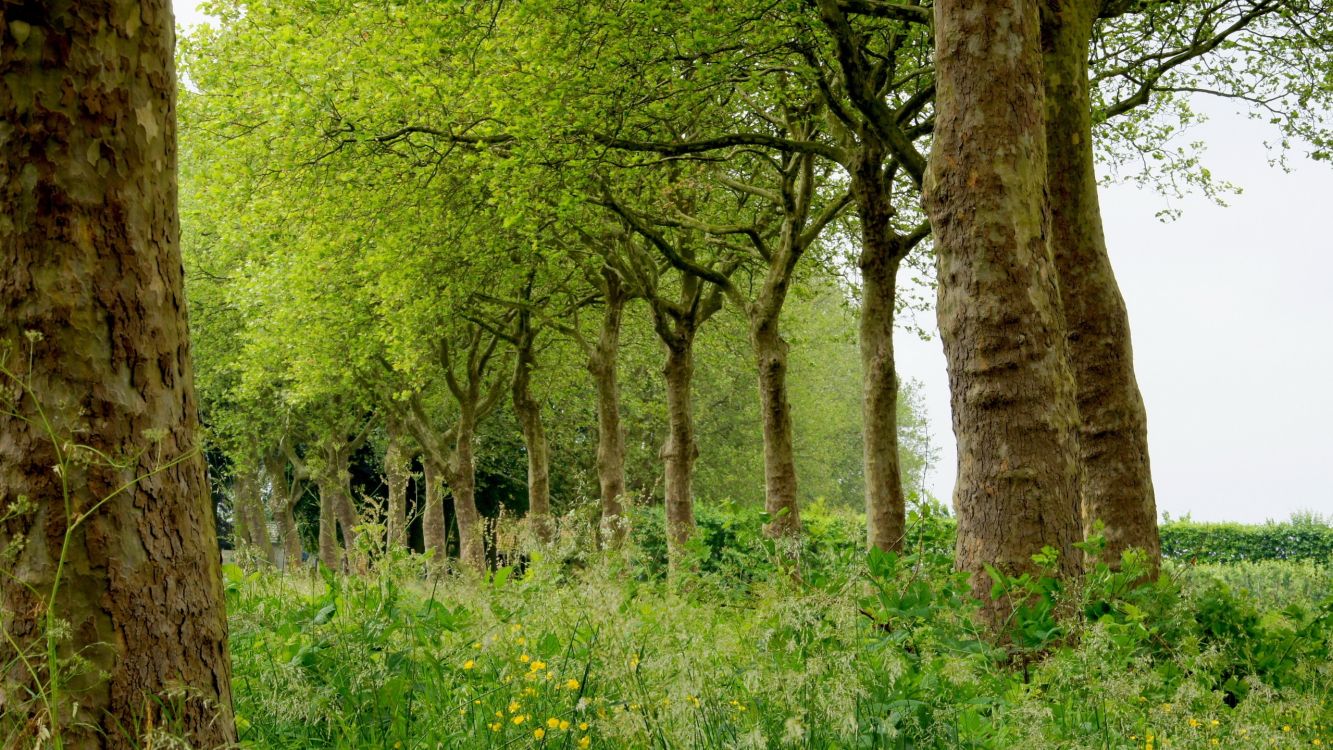 green grass and trees during daytime