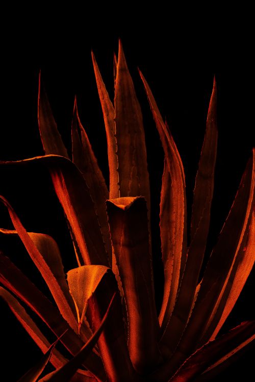 Plant, Flower, Orange, Video, User Account. Wallpaper in 4000x6000 Resolution