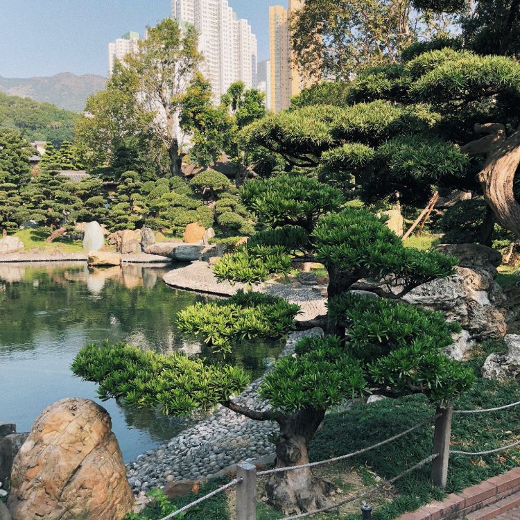 Hong Kong, vegetation, botanical garden, biome, water