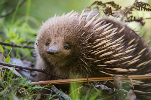 Image brown hedgehog on green grass during daytime