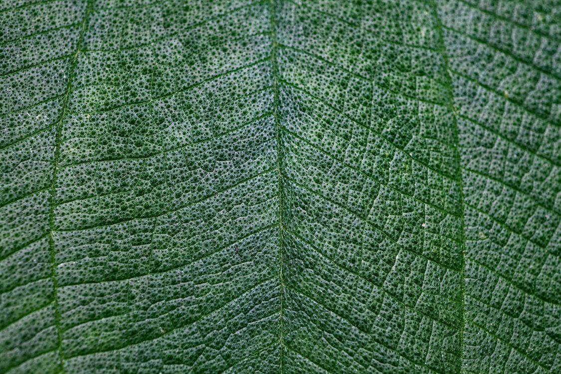 Green Leaf in Close up Photography. Wallpaper in 5616x3744 Resolution