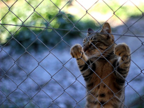 Image brown tabby cat on gray metal fence