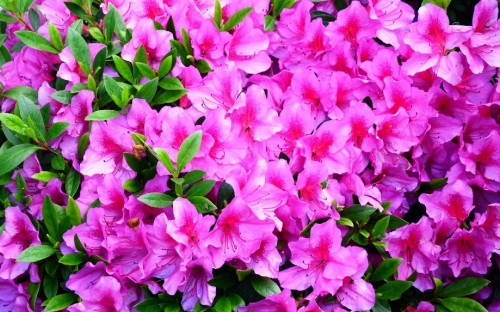 Image pink flowers with green leaves