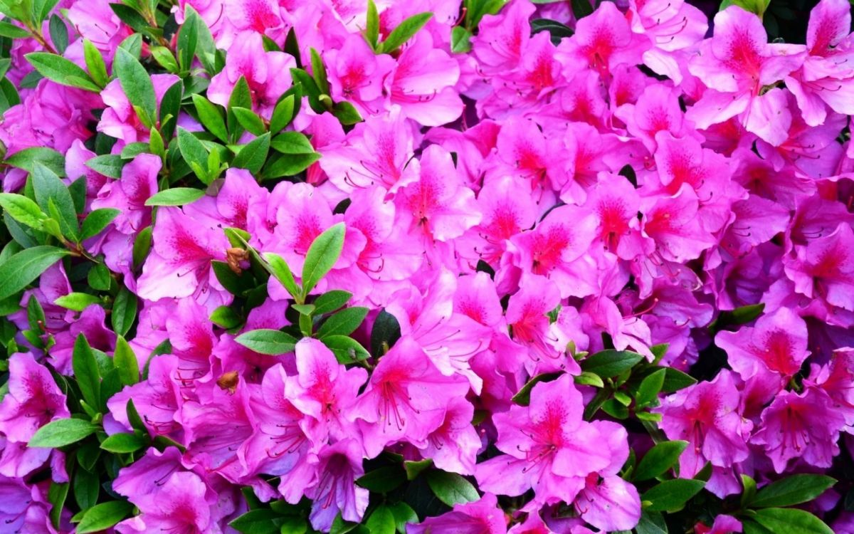 Pink Flowers With Green Leaves. Wallpaper in 1920x1200 Resolution