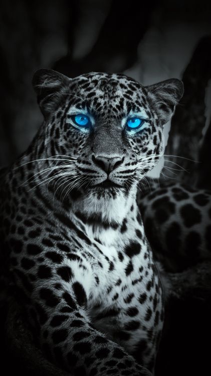 Tigre, Leopard, Leopardo, Leones, Jaguar. Wallpaper in 3240x5760 Resolution