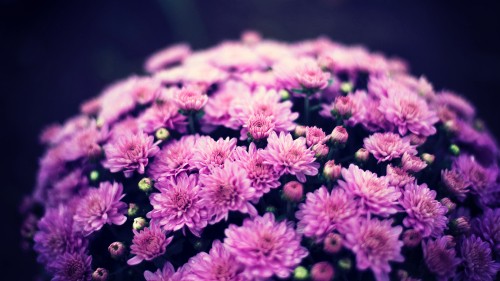 Image lilac, chrysanthemum, flower, purple, plant