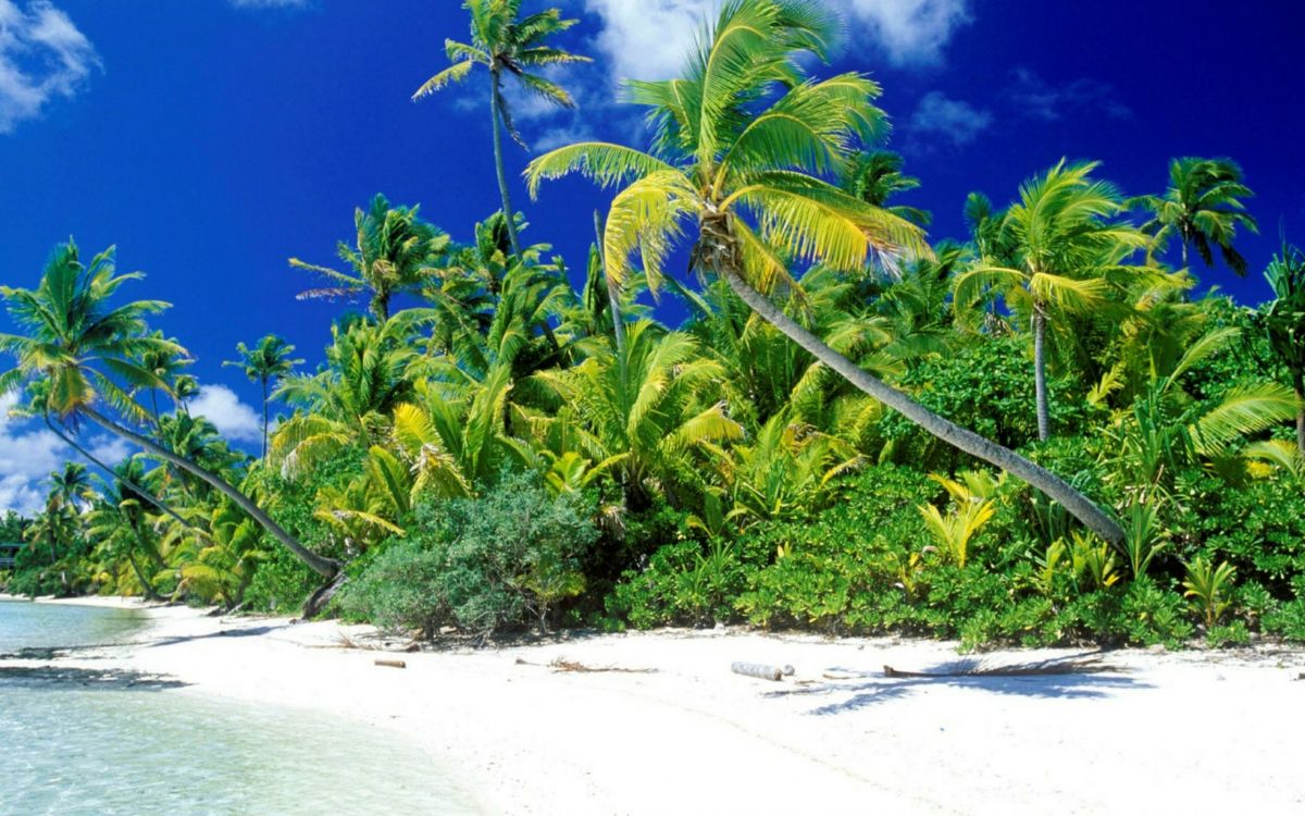 Cocotier Vert Sur la Plage de Sable Blanc Pendant la Journée. Wallpaper in 2560x1600 Resolution