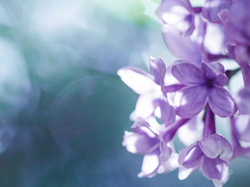 purple flowers in tilt shift lens