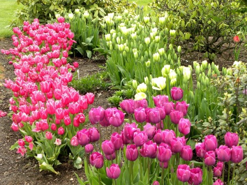 Image pink tulips field during daytime