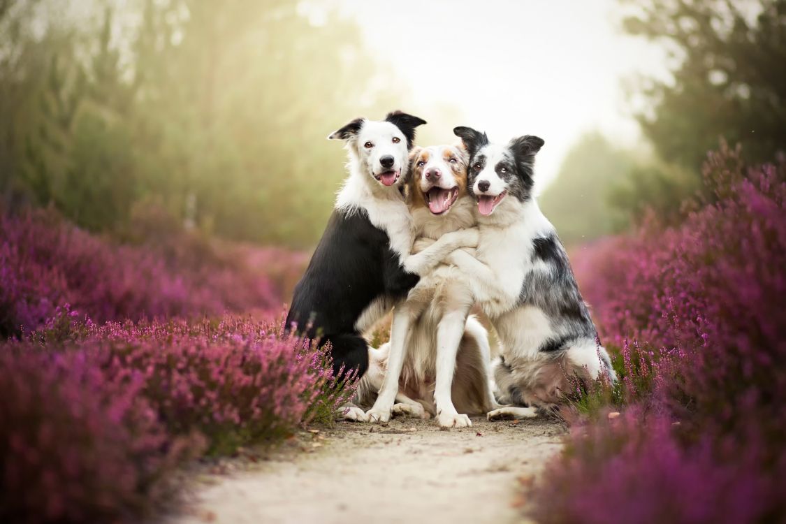 Border Collie, Puppy, Dog, Dog Breed, Companion Dog. Wallpaper in 2048x1365 Resolution