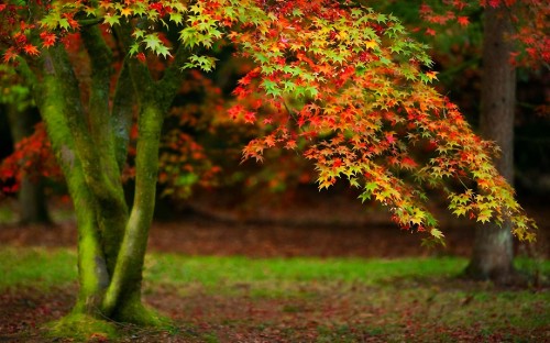 Image red and yellow leaves on green grass field during daytime