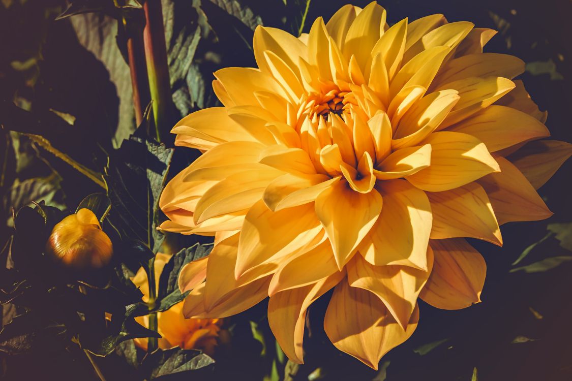 yellow flower in tilt shift lens