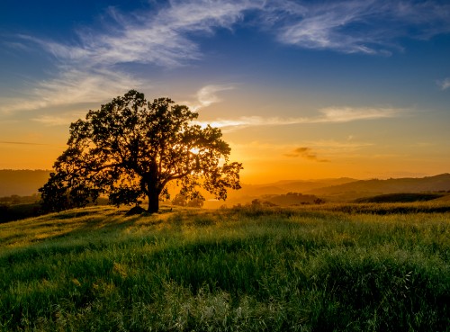 Image green grass field during sunset