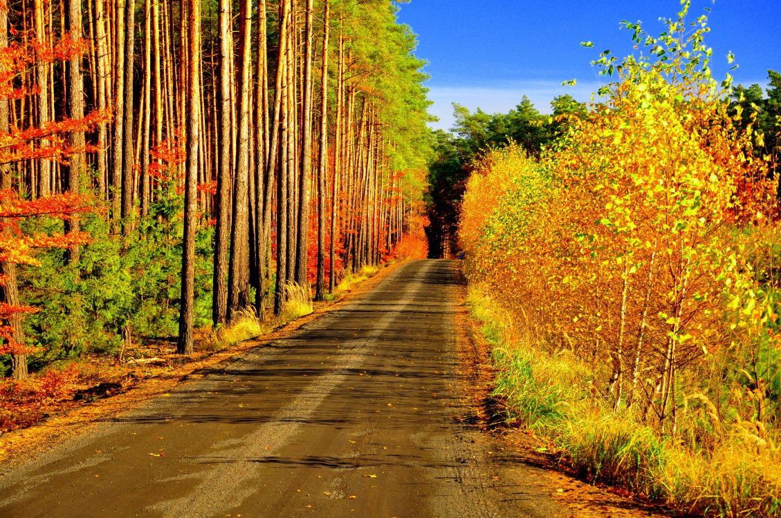 Download 4288x2848 Wallpaper Route en Béton Gris Entre Les Arbres Bruns Pendant la Journée Route en Béton Gris Entre Les Arbres Bruns Pendant la Journée. Wallpaper in 4288x2848 Resolution