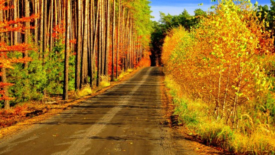Image gray concrete road between brown trees during daytime