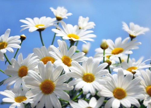 Image white and yellow daisy flowers