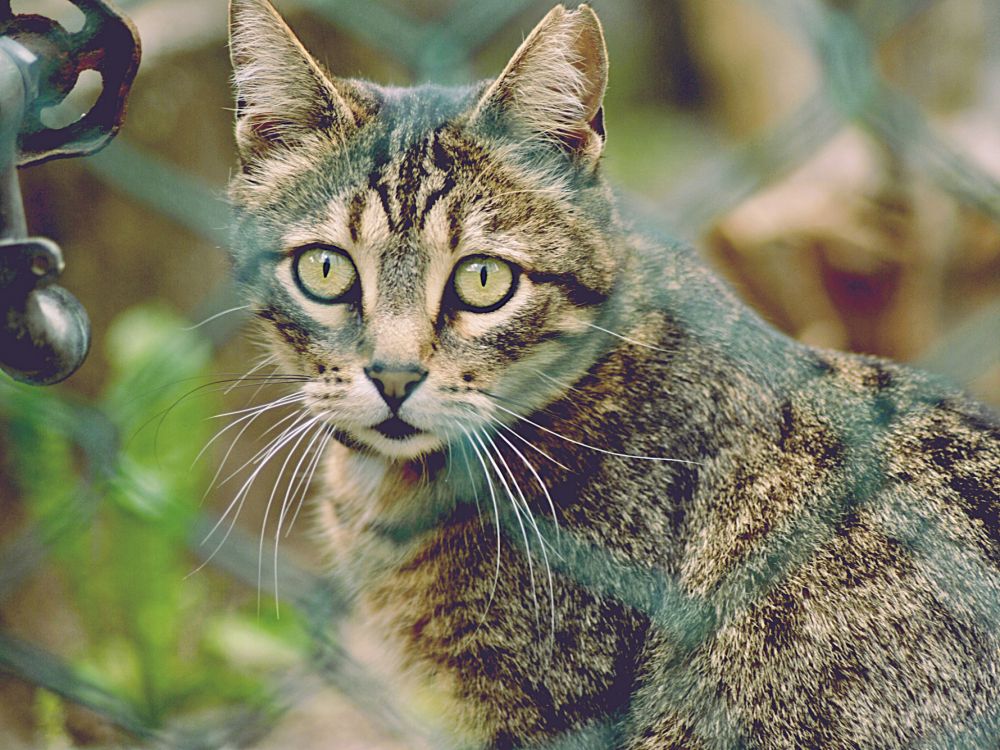 龙丽, 小猫, 大花猫, 哺乳动物, 中小型猫 壁纸 2048x1536 允许