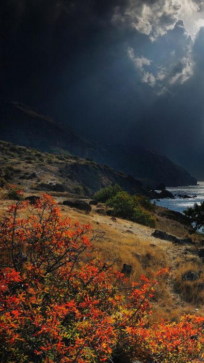 Árboles Marrones Cerca Del Cuerpo de Agua Durante el Día. Wallpaper in 1080x1920 Resolution