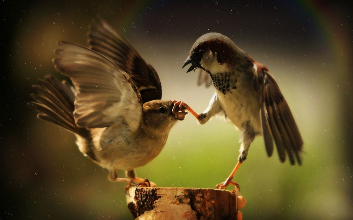 Three Brown Birds on Brown Wooden Stick. Wallpaper in 1920x1200 Resolution