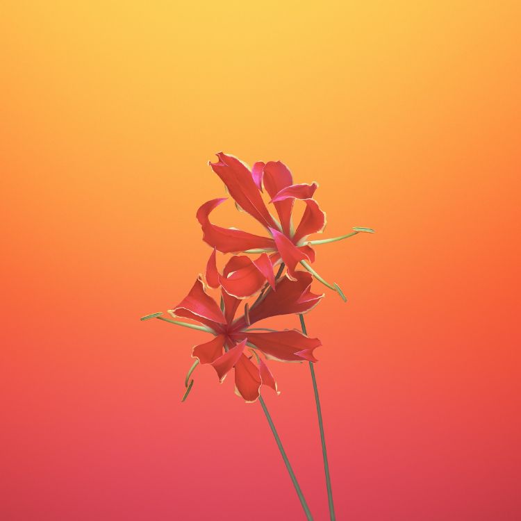 IPad, Apple, IOS 11, Äpfeln, Gloriosa Blume. Wallpaper in 2524x2524 Resolution