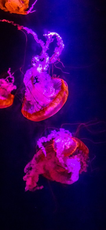Image jellyfish, invertebrate, marine invertebrates, cnidaria, purple