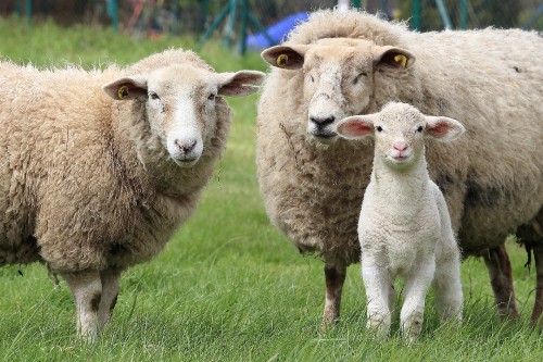 Image white sheep on green grass field during daytime