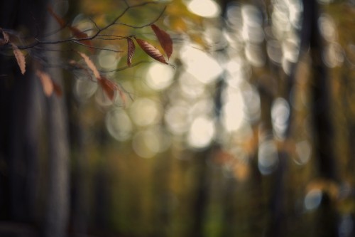 Image green and brown leaves in tilt shift lens