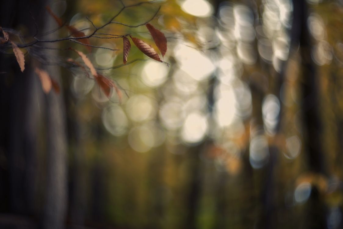 green and brown leaves in tilt shift lens