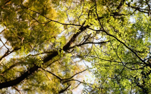 Image green and yellow leaf tree