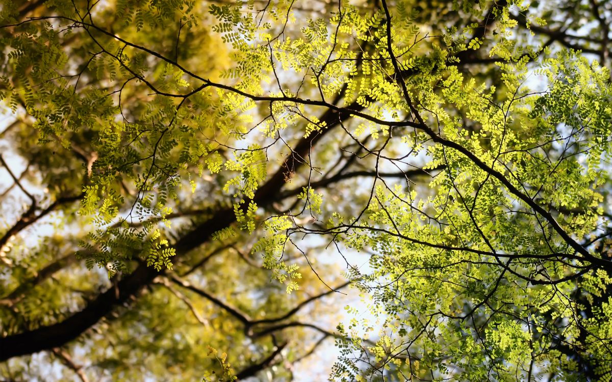 Wallpaper Green and Yellow Leaf Tree, Background - Download Free Image