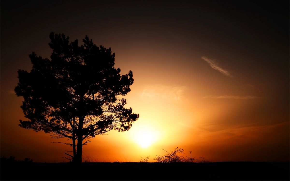 Silhouette D'arbre Pendant le Coucher du Soleil. Wallpaper in 1920x1200 Resolution