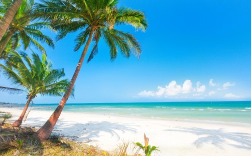 Image palm tree on beach shore during daytime