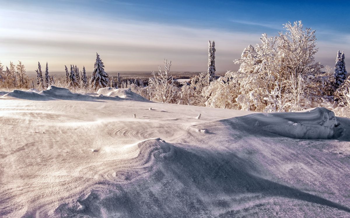 Schneebedeckte Bäume Auf Schneebedecktem Feld Tagsüber. Wallpaper in 2560x1600 Resolution