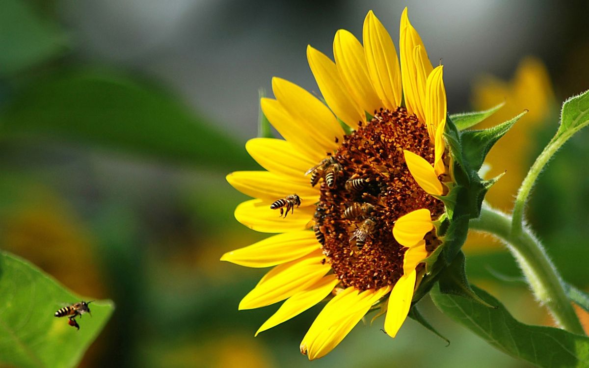 授粉, 昆虫, 共同向日葵, 蜂巢, 黄色的 壁纸 1920x1200 允许