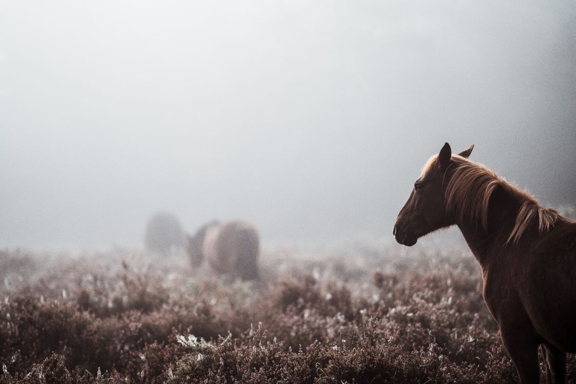Cheval Brun Sur Terrain D'herbe Brune Pendant la Journée. Wallpaper in 7952x5304 Resolution