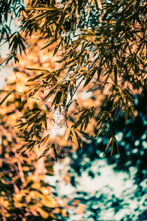 Image branch, bamboo, tree, nature, leaf