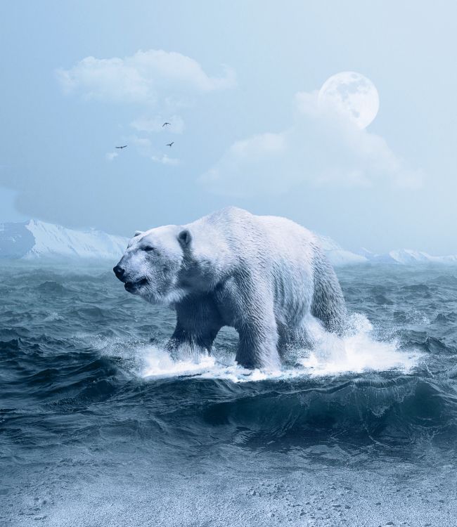 Polar Bear on The Water. Wallpaper in 2600x3000 Resolution