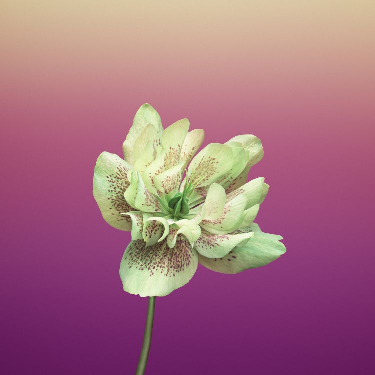 Fleur Violette en Macro Shot. Wallpaper in 2524x2524 Resolution