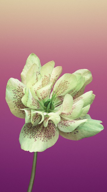 Image purple flower in macro shot