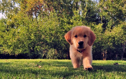 Image golden retriever puppy on green grass field during daytime