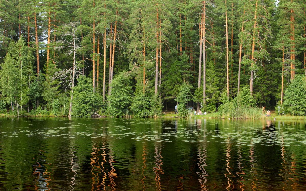 Arbres Verts au Bord de la Rivière Pendant la Journée. Wallpaper in 2560x1600 Resolution