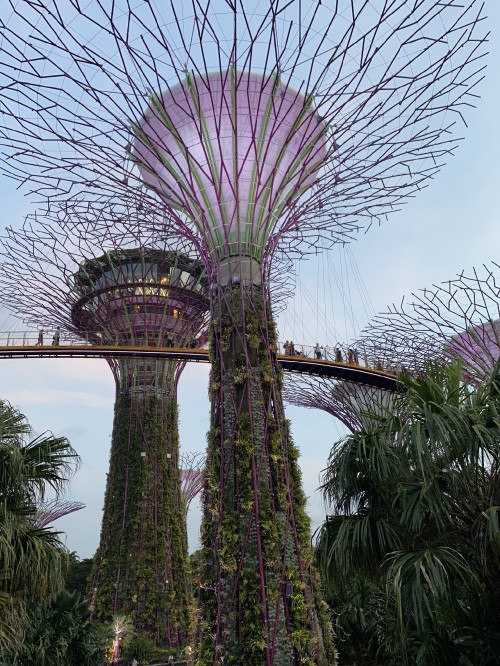 Image singapore, marina city park, Gardens by the Bay, vegetation, purple