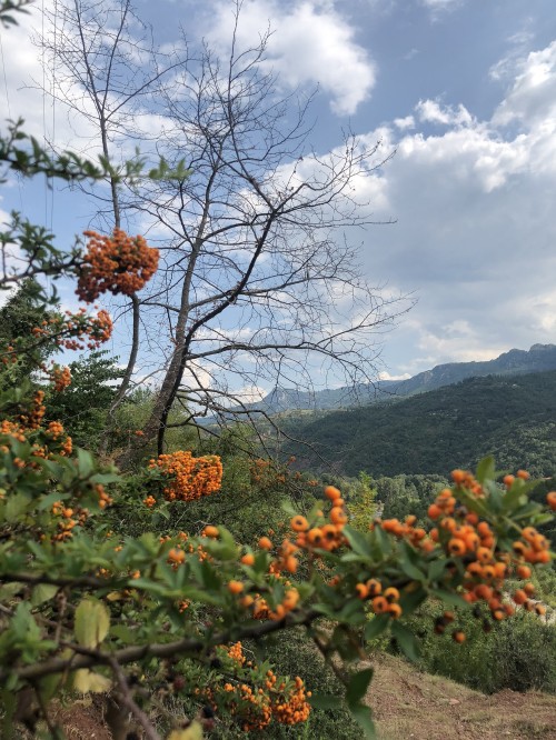 Image vegetation, shrubland, leaf, science, Plants