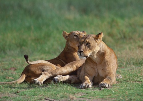 Image brown lioness on green grass field during daytime