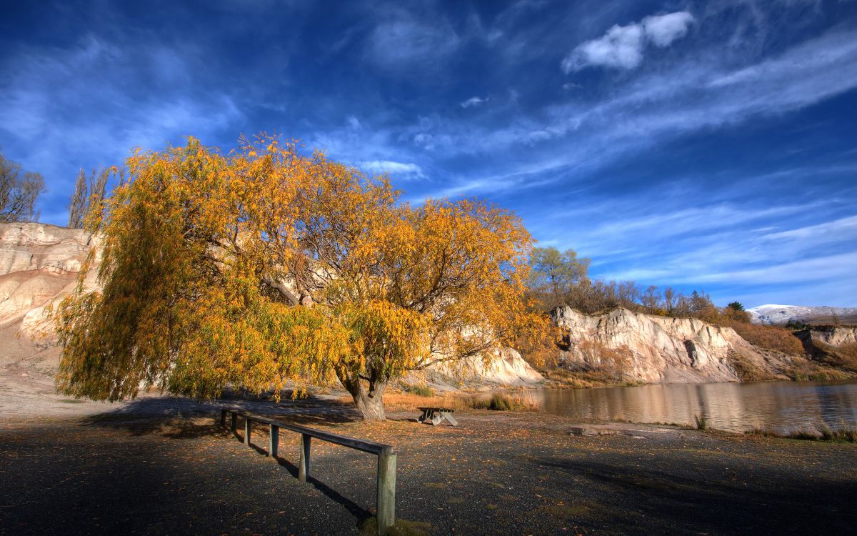 brown trees beside river under blue sky during daytime