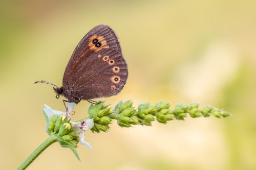 Image brown butterfly perched on green plant