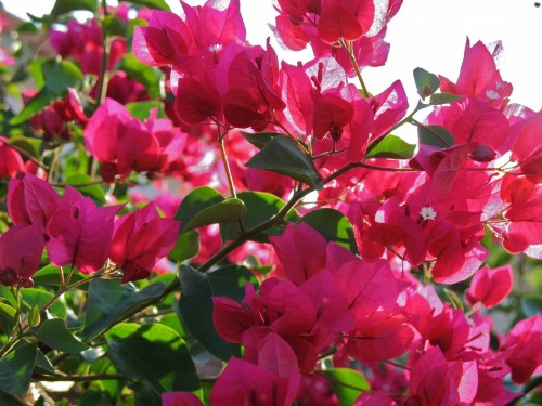 Image pink flowers with green leaves